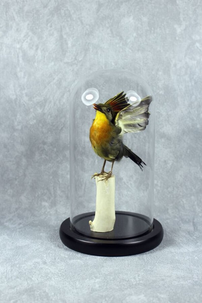 Taxidermy bird spread wing Leiothrix mounted in glass dome handmade birthday graduates XMAS gift free shipping to worldwide