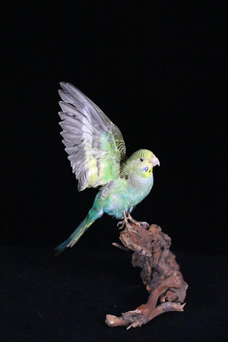 Taxidermy Green Parakeet Spread Wing No Stand Handmade Birth Etsy UK