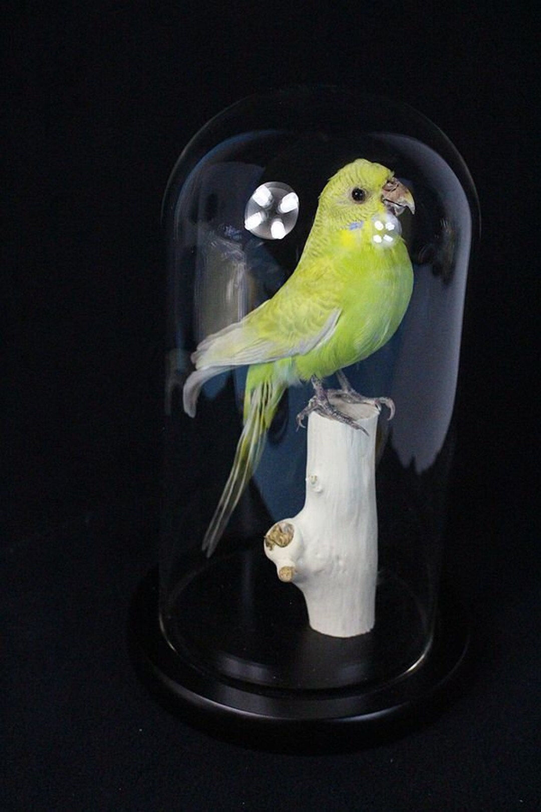 黄色いインコ 出品 剥製の鳥、黄色の閉じた翼のインコ、展示販売、自宅展示、誕生日