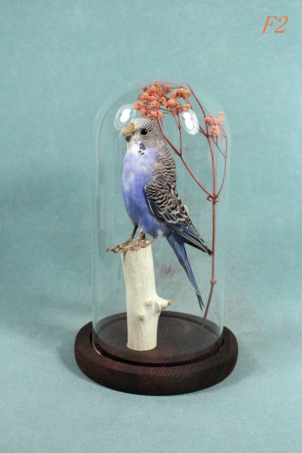 ガラスドームに取り付けられた手作りの剥製セキセイインコ - Etsy 日本