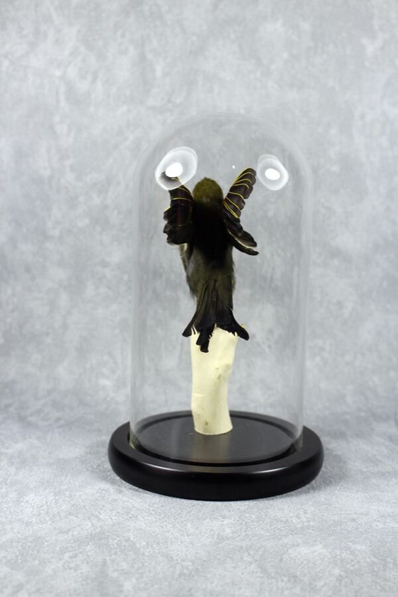 Taxidermy bird spread wing Leiothrix mounted in glass dome handmade birthday graduates XMAS gift free shipping to worldwide
