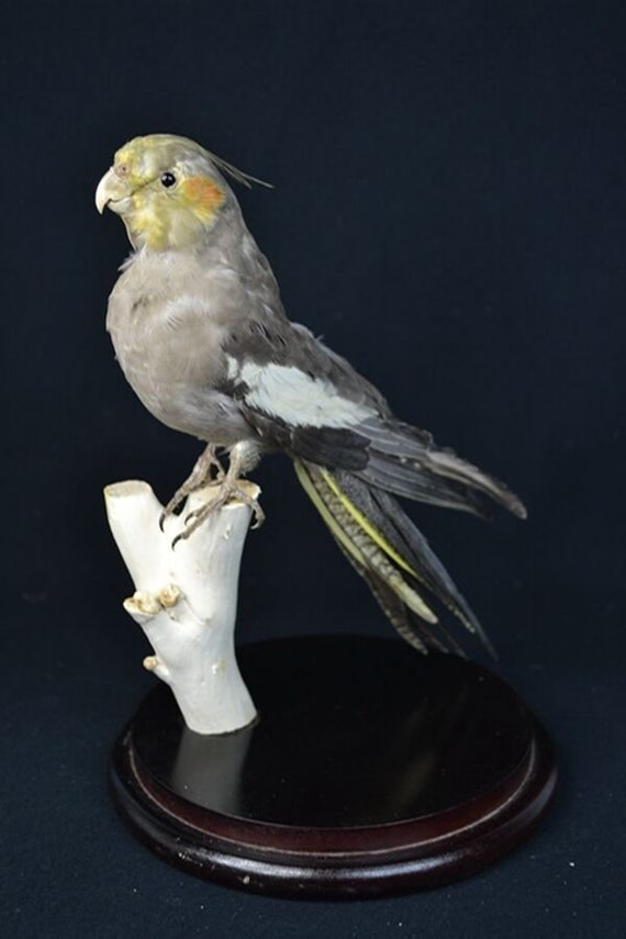 taxidermy cockatiel