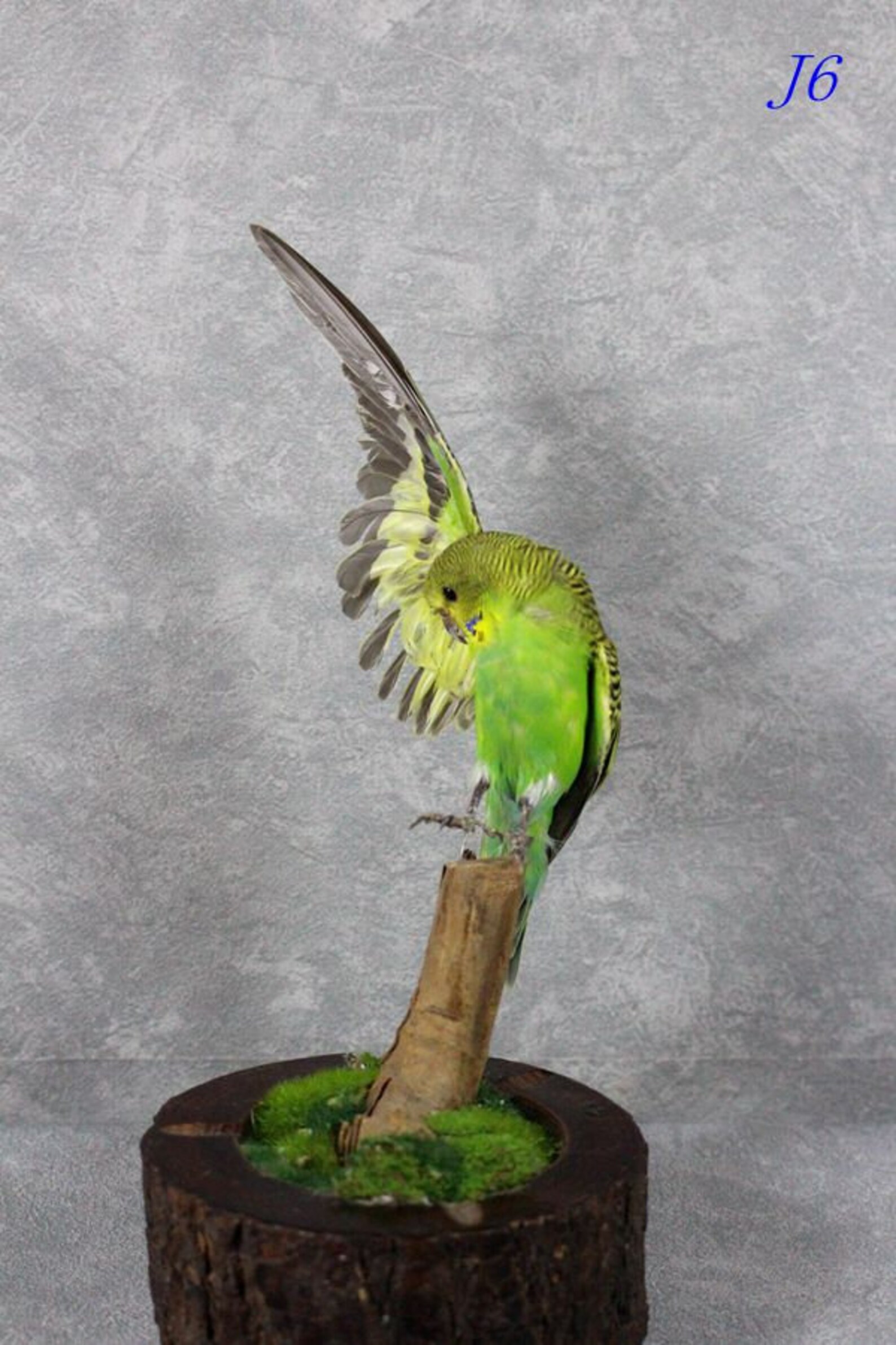 Taxidermy Birds Green Parakeet Spread Half Wing Love Birds,home Decor