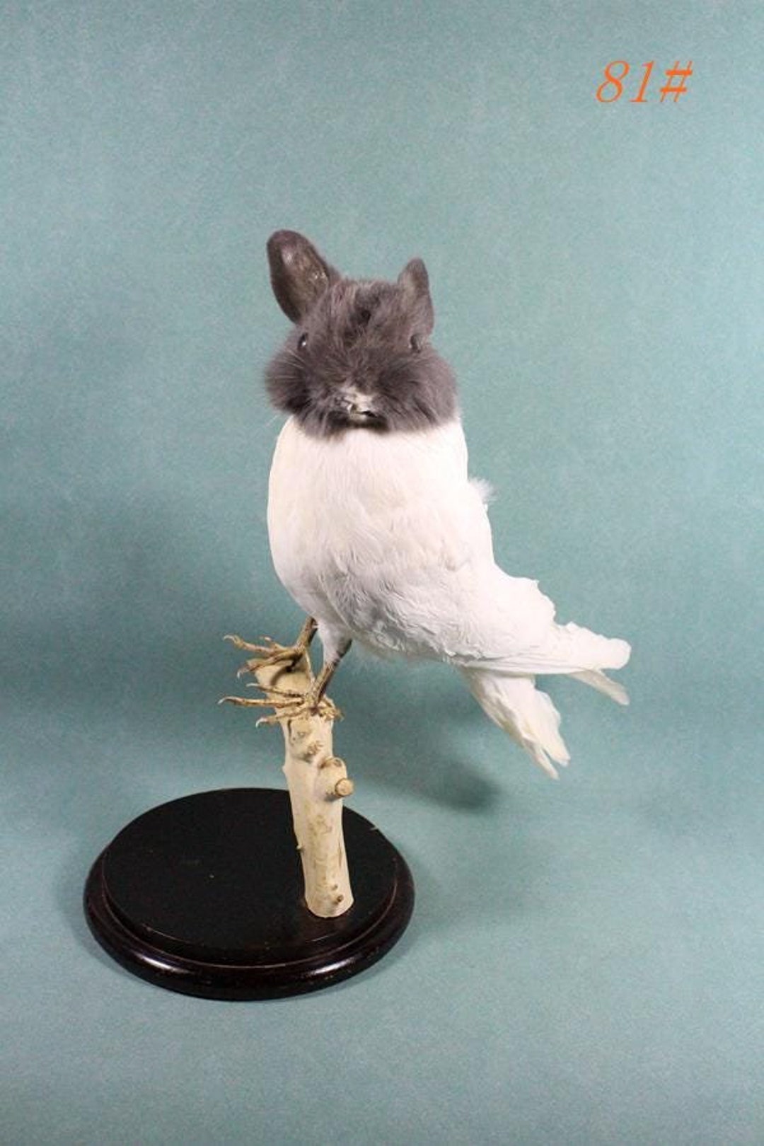 Taxidermy White Bunny Rabbit Head on Gray Pigeon Body Oddity Special ...