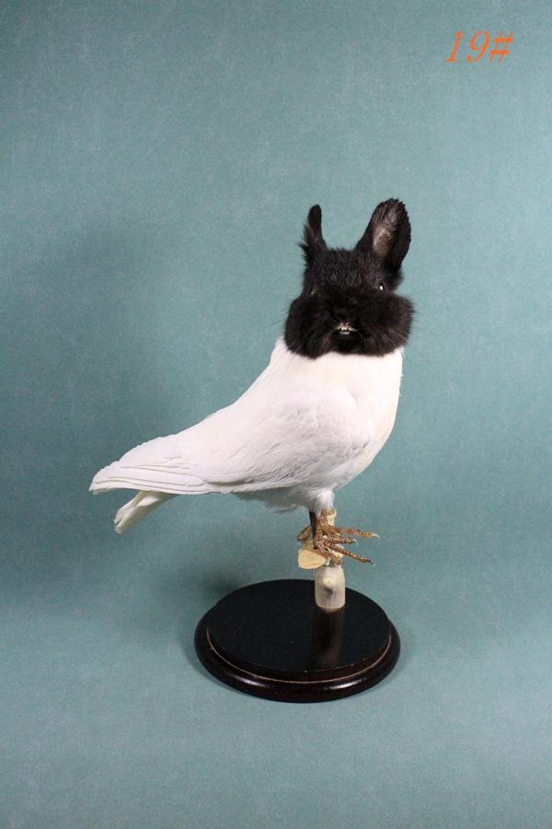 Taxidermy Black Bunny Oddity Rabbit Head on White Pigeon Body Special ...