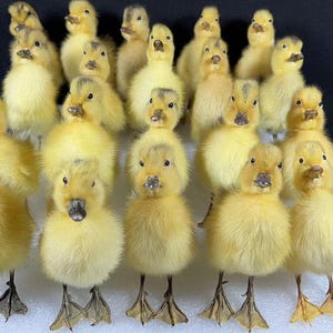 May include: A group of fluffy yellow ducklings with dark beaks and webbed feet. The ducklings are standing close together, creating a dense cluster. The image is taken against a dark background, highlighting the bright yellow color of the ducklings.