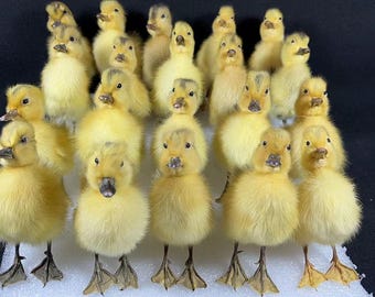 Taxidermy asia 20 yellow baby ducklings home display birthday gift
