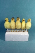 Taxidermy handmade Asia 5 yellow ducklings, farm/countryside ducklings,home display birthday gift