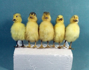 5 x gelbe Entenküken, Tiergarten Entenküken, Tier Entenküken, Tier Entenküken, Tier Entenküken