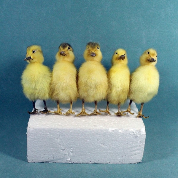 5 patitos amarillos asiáticos taxidermia hechos a mano, patitos de granja/campo, regalo de cumpleaños para exhibición en el hogar