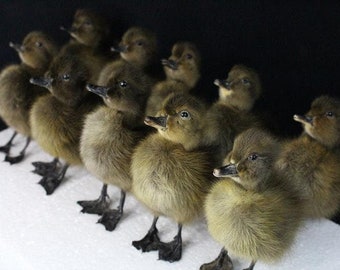 Taxidermy dark duckling farm countryside stuff 10 ps/set, home display birthday gift