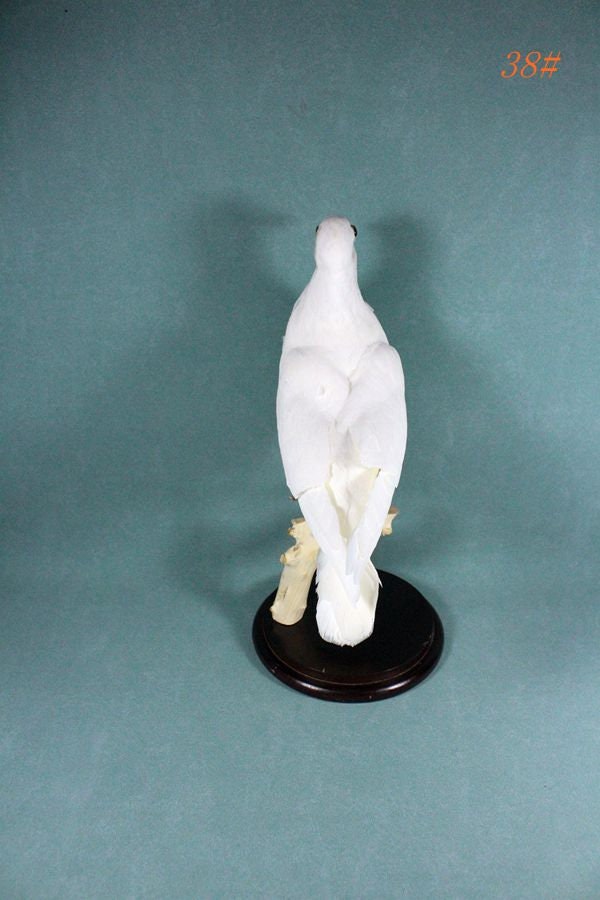剥製 白鳩 手作り 鳥の置物 閉じた翼 新築祝い 工芸品 ディスプレイ