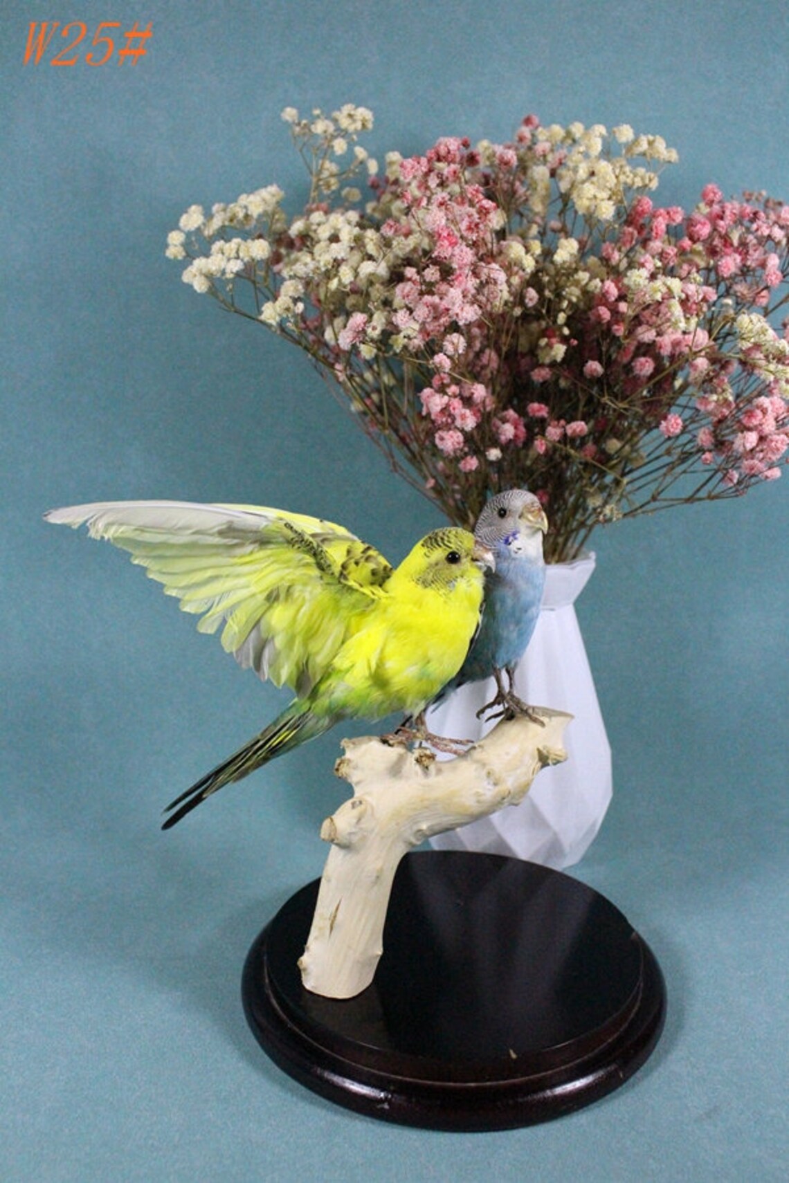 Taxidermy Bird Yellow&blue Parakeet 2ps home Display Special Etsy