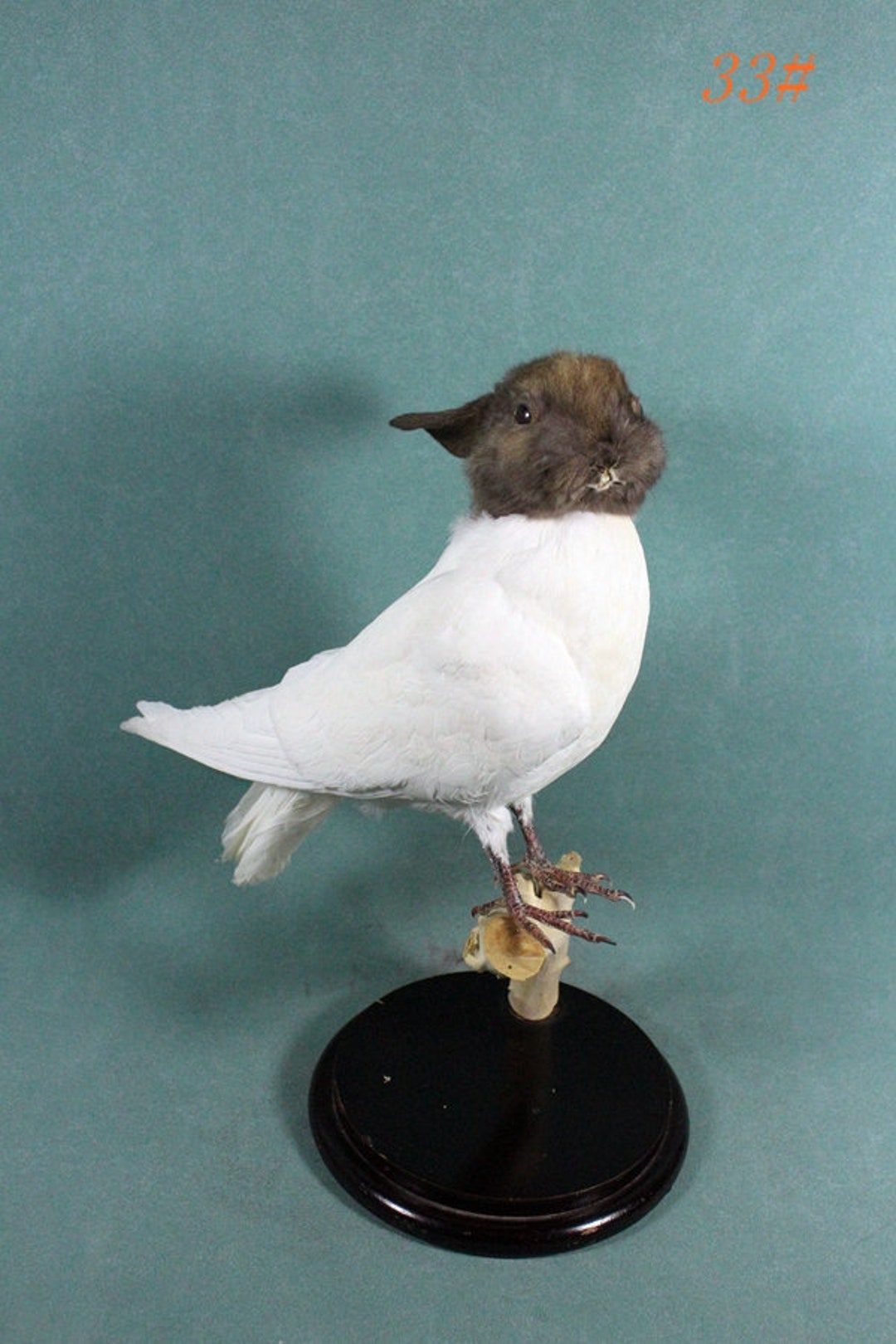 Taxidermy Gray Rabbit Head on Dove Body,oddity Freak Crafts Gifts for ...