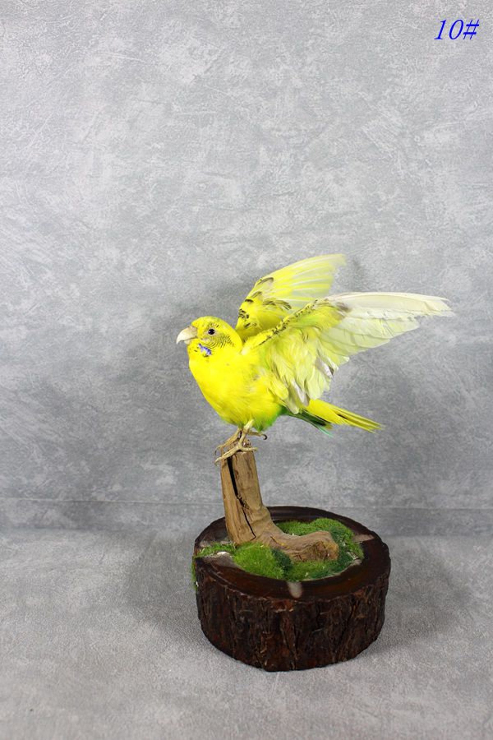 Taxidermy yellow parakeet handmade wing spread Etsy