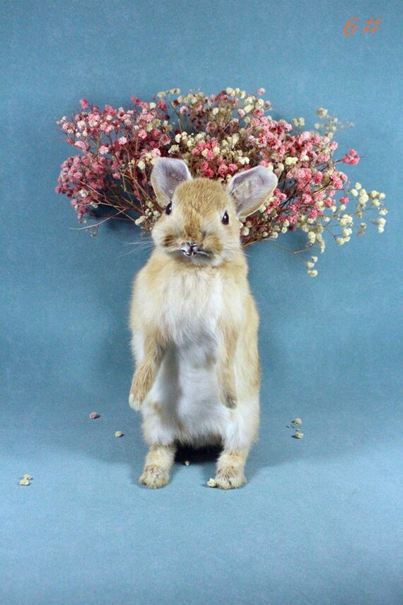 Taxidermy Yellow Rabbit Handmade Bunny Birthday Gift Special - Etsy