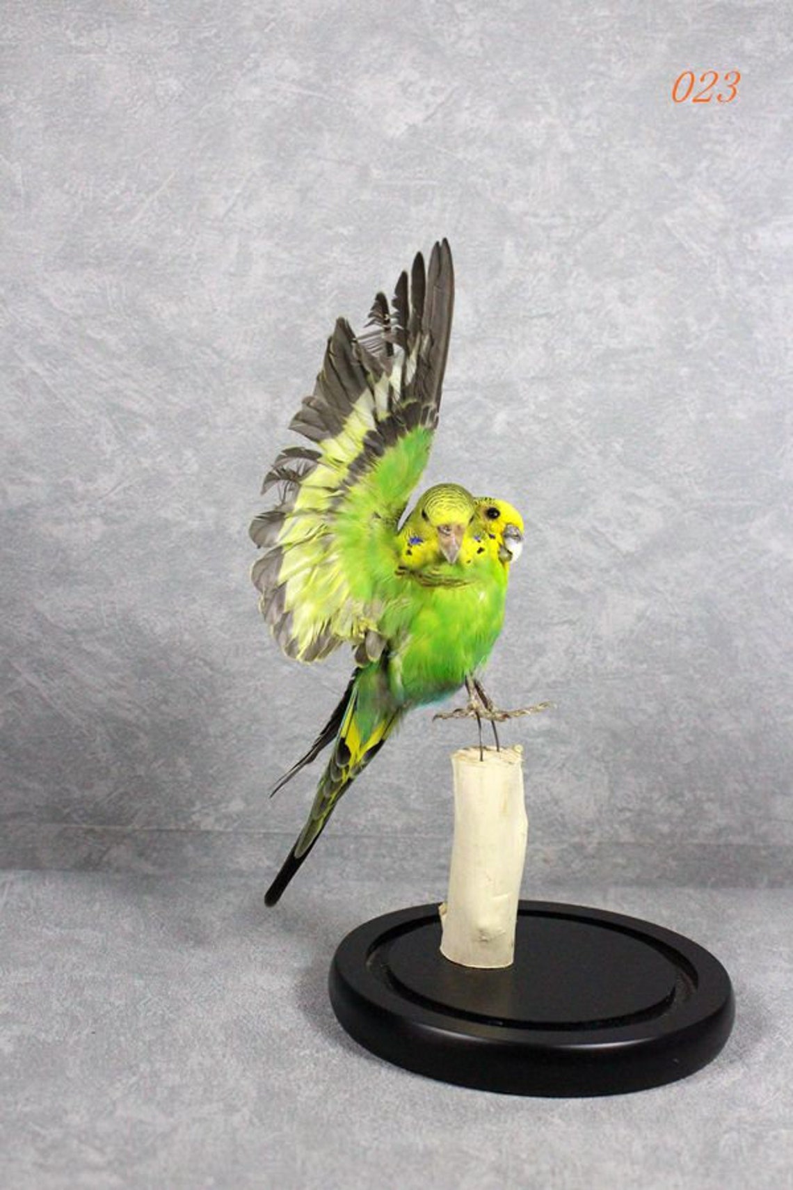 Taxidermy Oddity Bird Green Parakeet Spread Half Wing Etsy