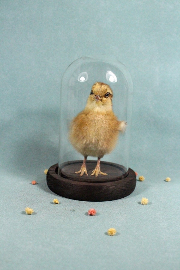 Taxidermy brown baby chick mounted in glass dome