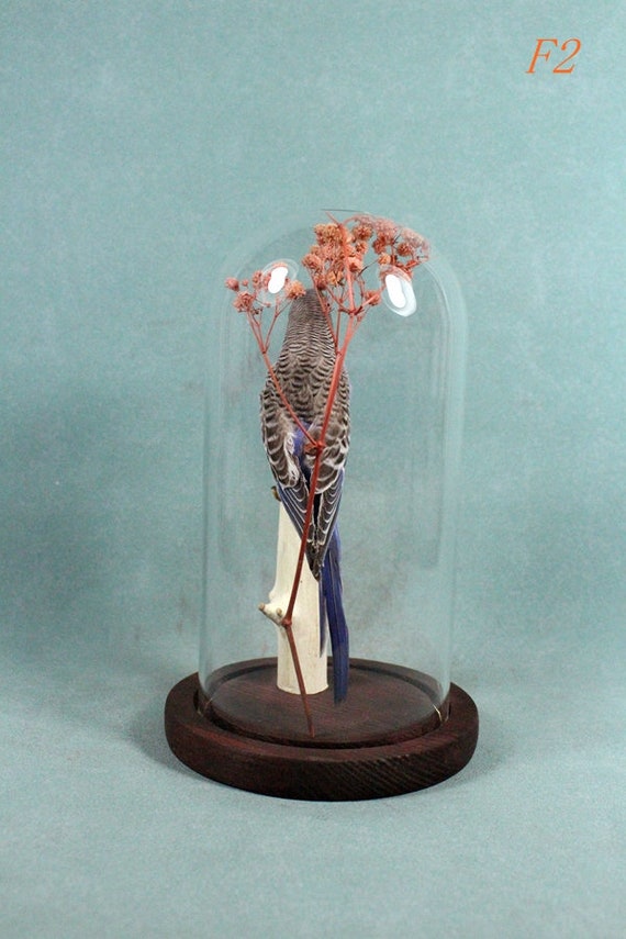 ガラスドームに取り付けられた手作りの剥製セキセイインコ - Etsy 日本