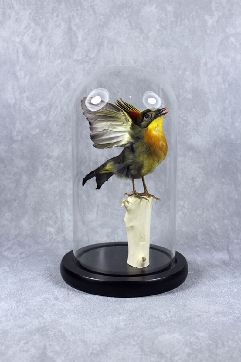 Taxidermy bird spread wing Leiothrix mounted in glass dome handmade birthday graduates XMAS gift free shipping to worldwide