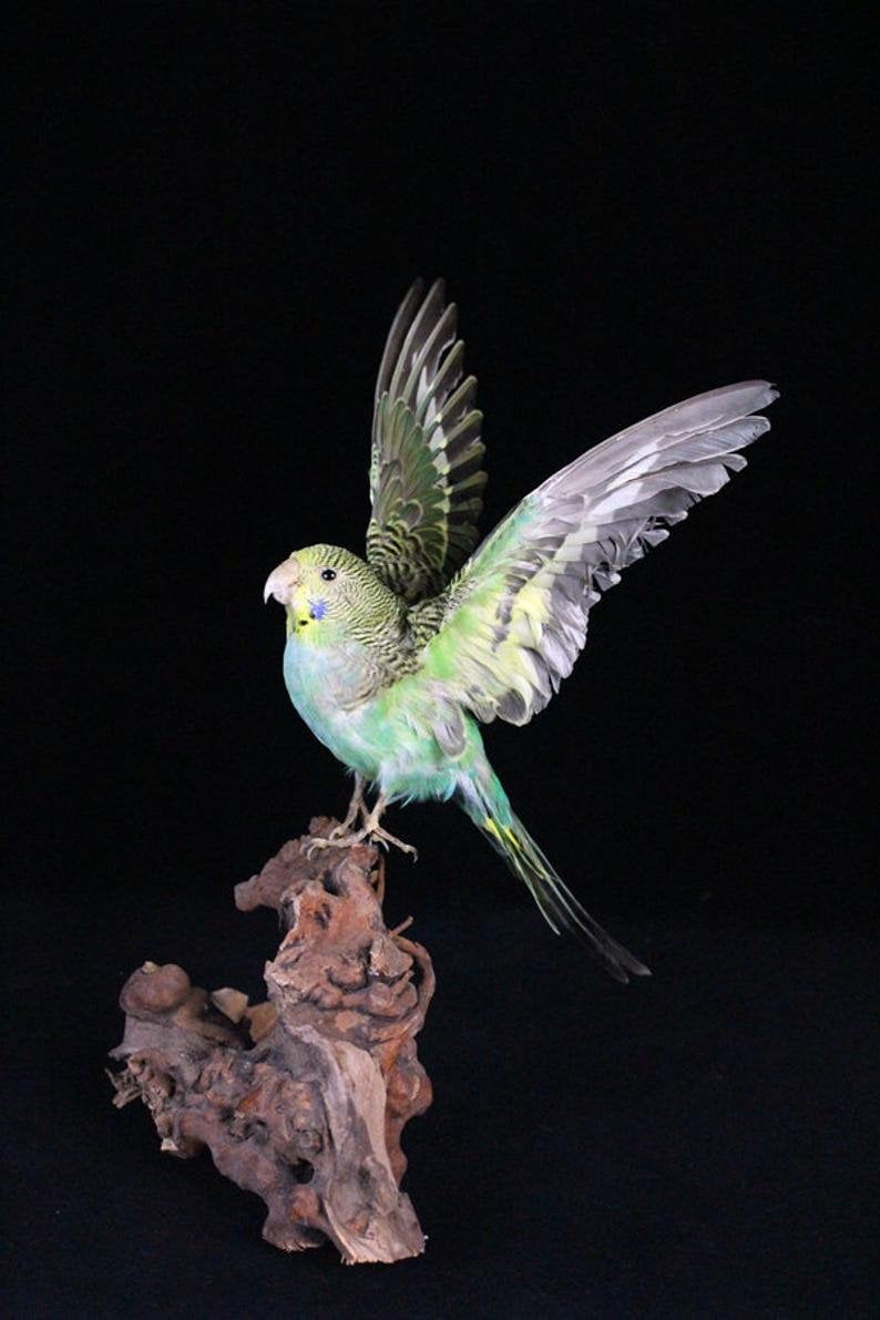 Taxidermy Green Parakeet Spread Wing No Stand Handmade Birth Etsy UK