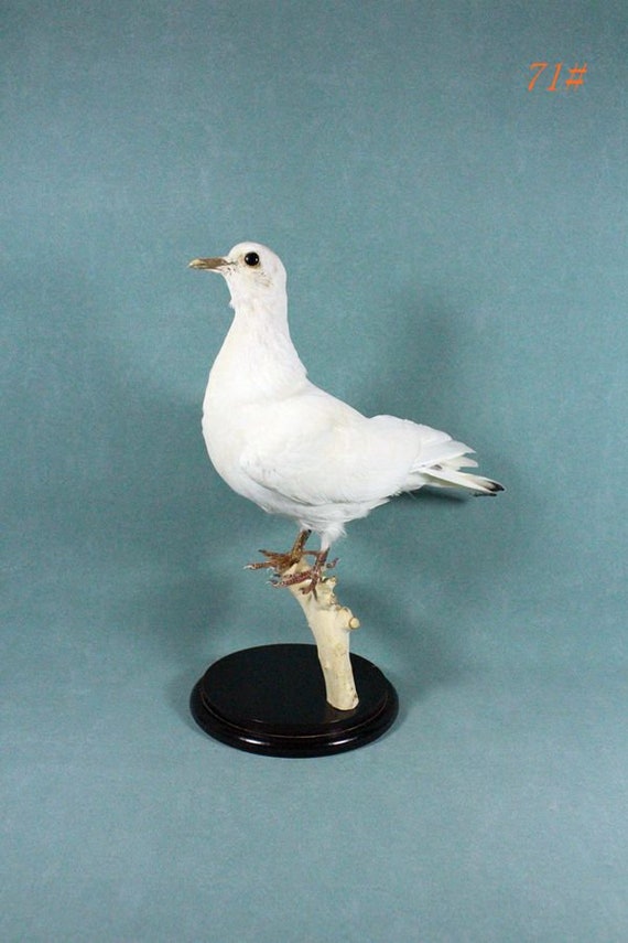 鳥の、剥製です 世界のユニークな鳥の剥製が大集合！『鳥の博物館』（我孫子市） - シ