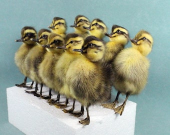 Handmade taxidermy asia striped duckling,10 ps/set, non base, cute home deco christmas birthday gifts, free shipping to worldwide