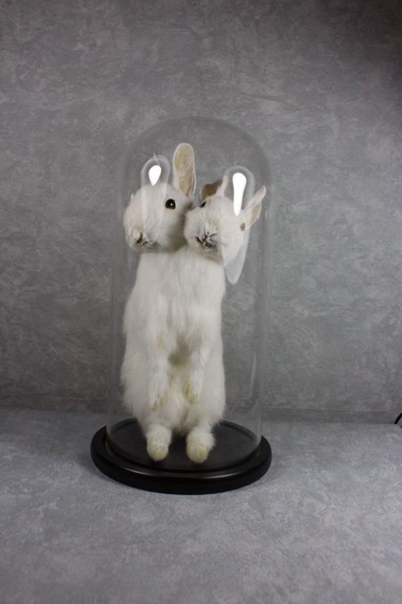 Taxidermy two headed rabbit pure white handmade freak bunny stuff mounted in glass dome birthday gift crafts display free shipping