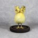 Taxidermy 2 headed yellow duckling manmade freak duckling without base,oddity home decor birthday gift 