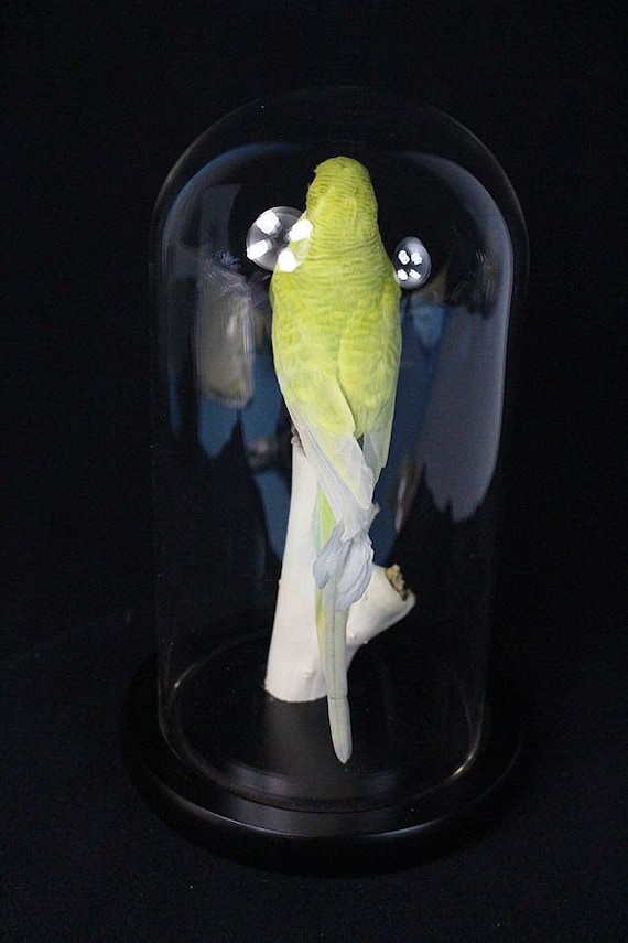 黄色いインコ 出品 剥製の鳥、黄色の閉じた翼のインコ、展示販売、自宅展示、誕生日