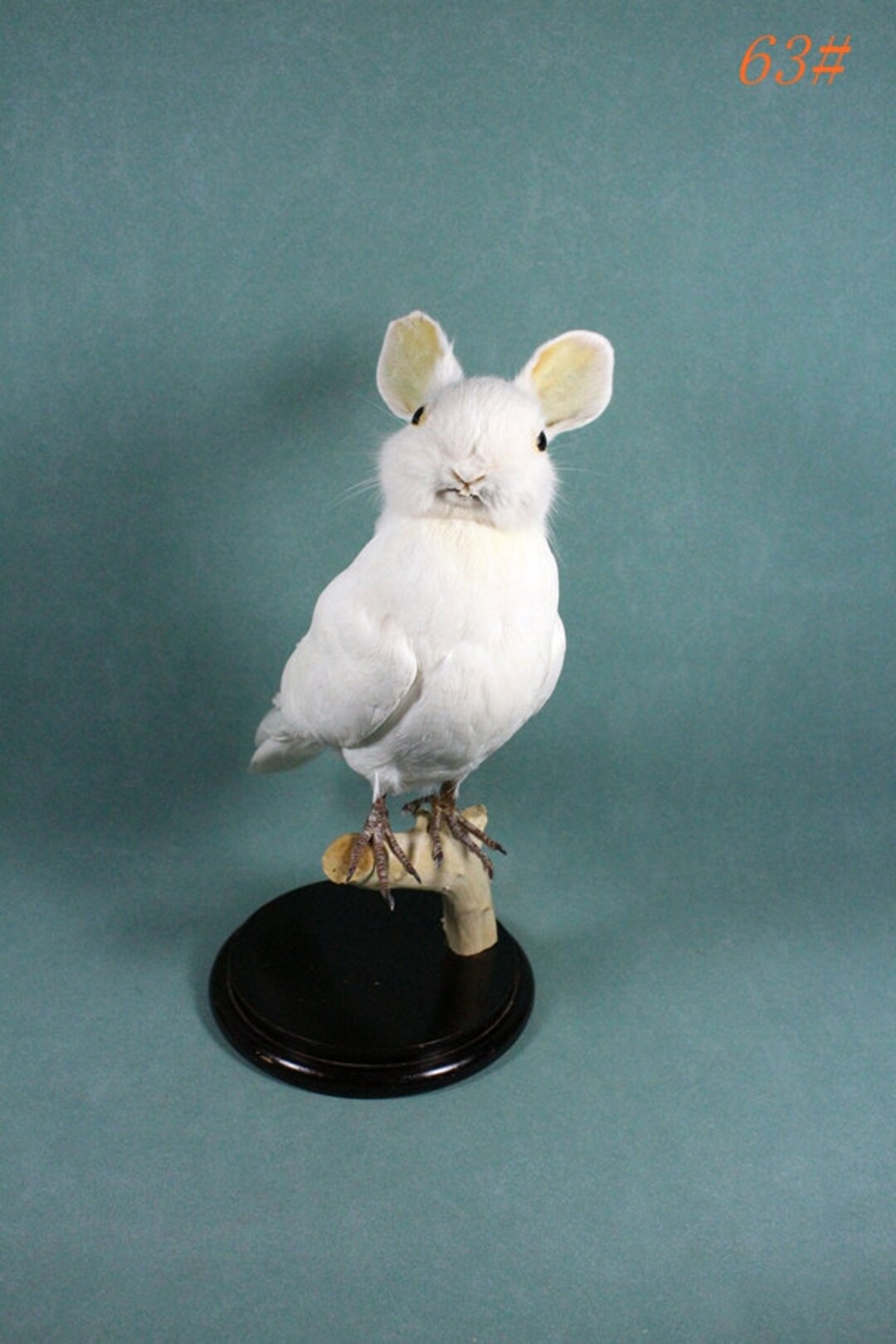 Handmade Taxidermy White Rabbit Head on Wing Down Dove Bod, Oddity ...