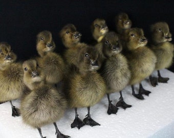 Taxidermy dark duckling farm/countryside stuff,10 ps/set,home display birthday gift