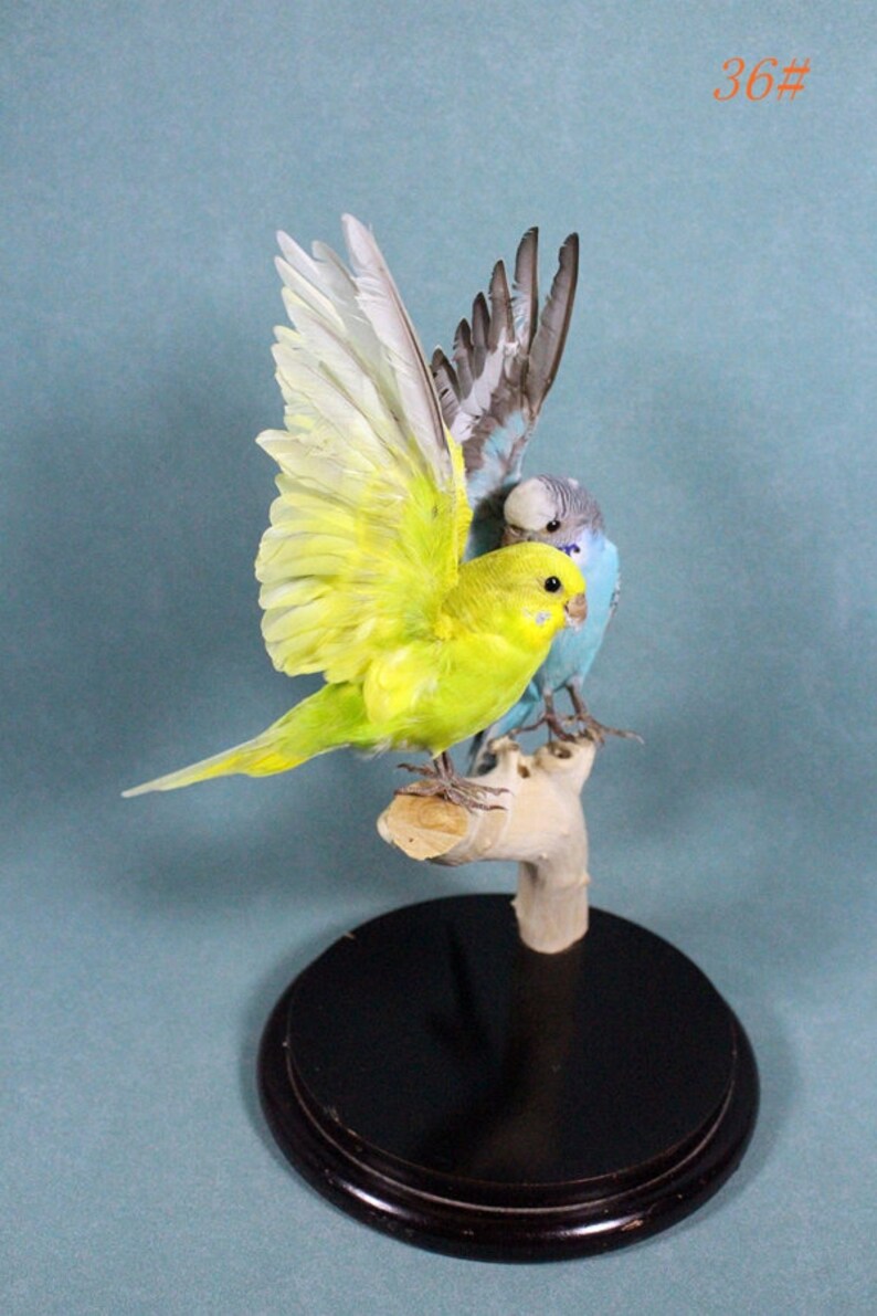 Taxidermy Birds 2 Parakeetsno Standinghome Display Birth Etsy