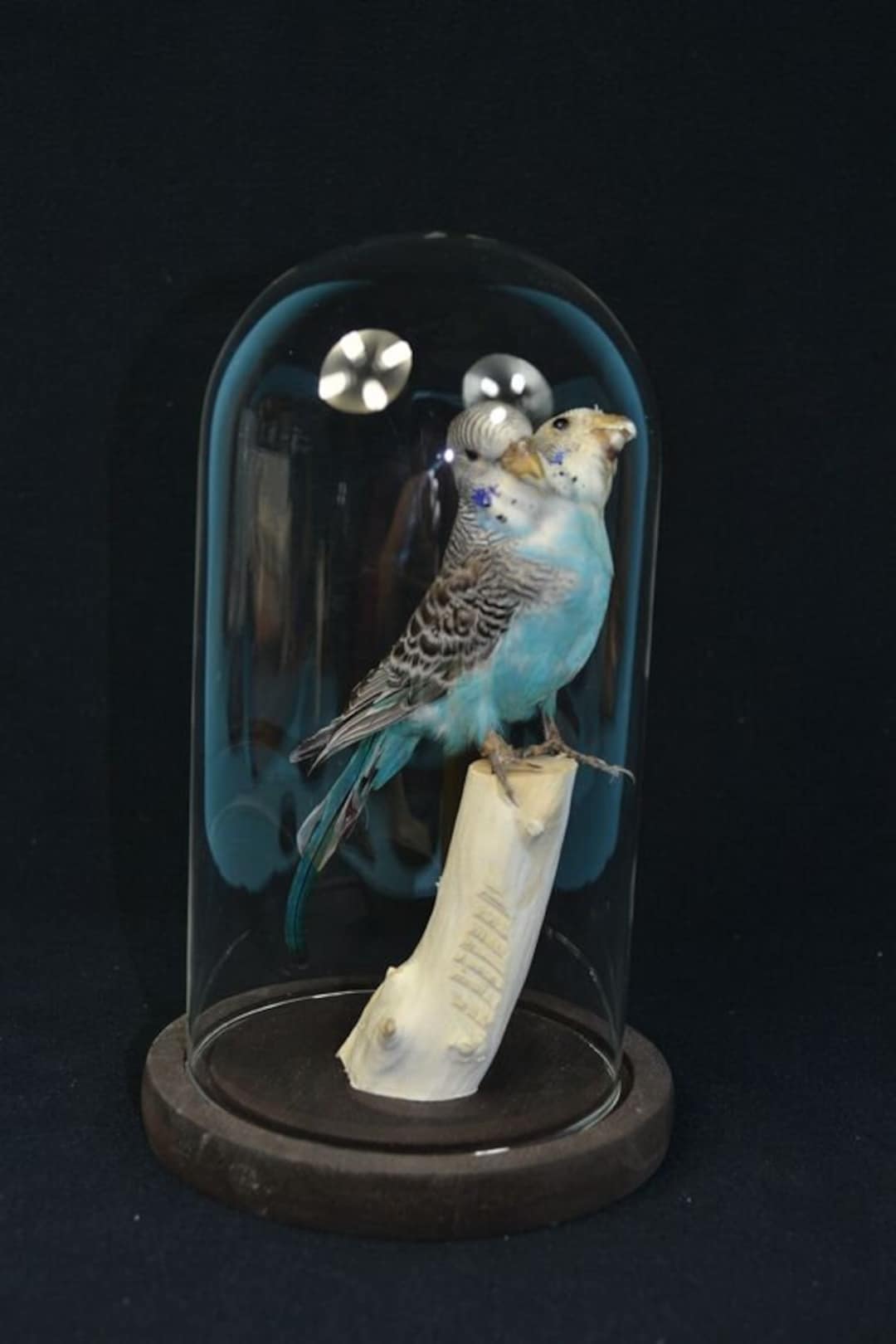 Taxidermy Bird Blue Parakeet Two Headed Budgies Mounted in Glass Dome