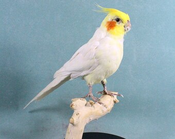 Taxidermy parrot bird Cockatiel closed wing,non base,gift for birthday christmas 59#