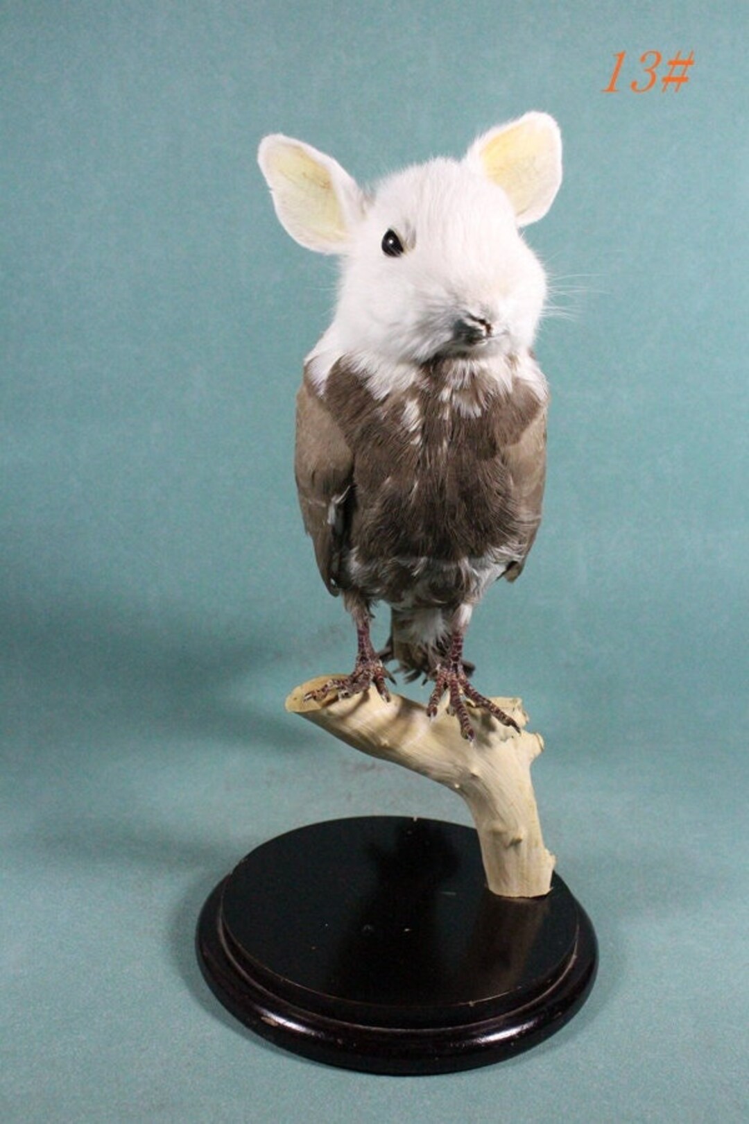 Taxidermy White Rabbit Head on Dove Body,oddity Freak Crafts Gifts for ...
