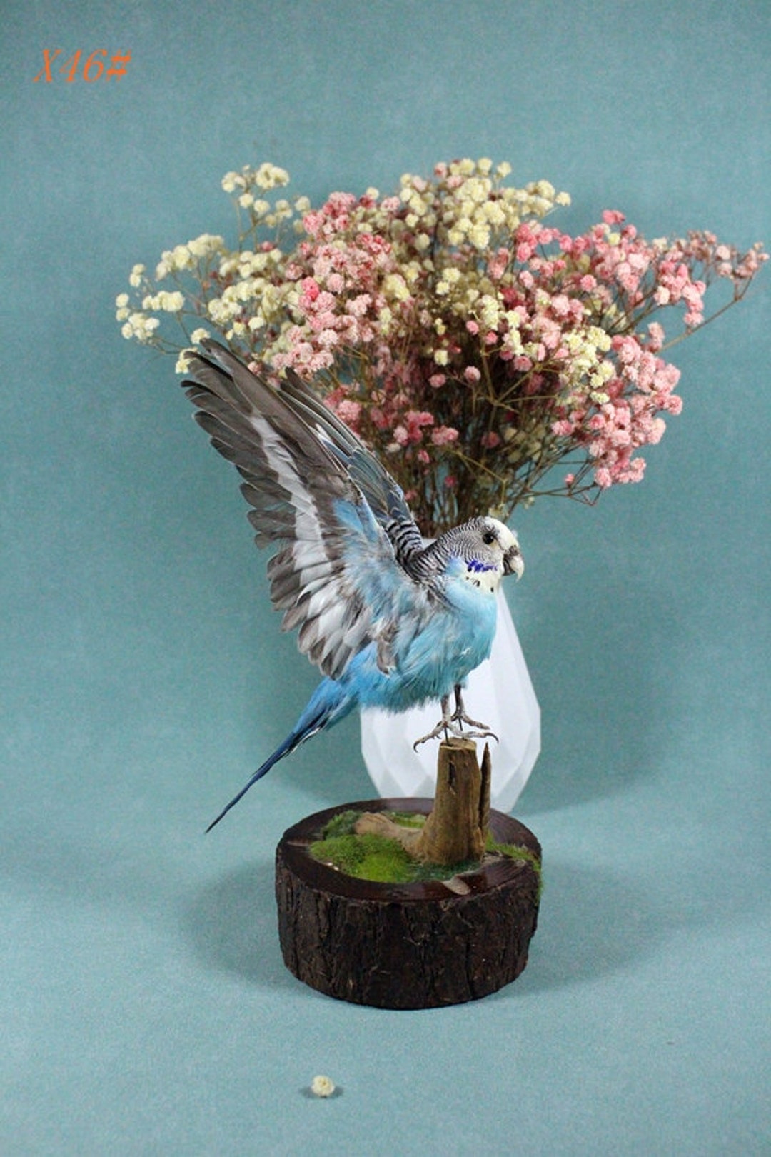 Taxidermy Blue Parakeet Spred Wing Budgerigar,no Base Handmade Stuff