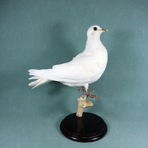 May include: A white dove taxidermy specimen mounted on a wooden base. The dove is perched on a bone-like stand with its wings spread out. The dove has a small, black beak and dark eyes.