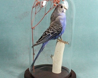 ガラスドームに取り付けられた手作りの剥製セキセイインコ - Etsy 日本