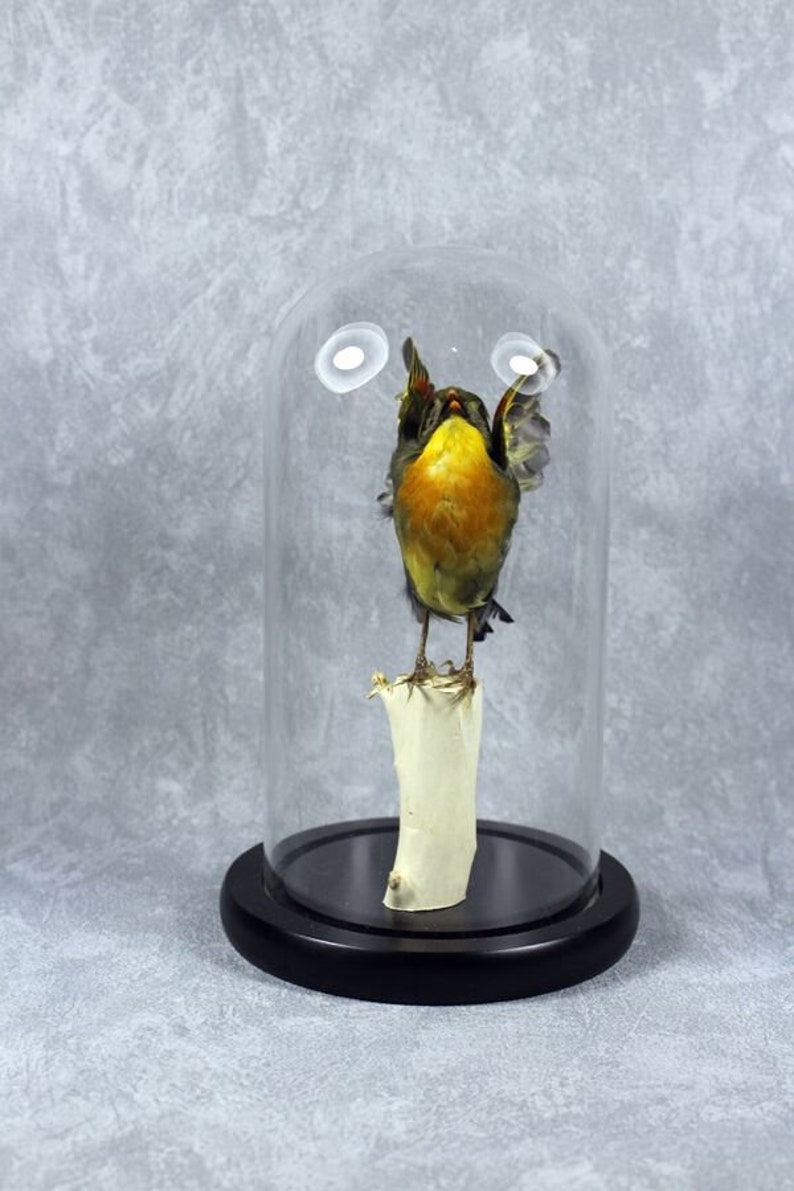Taxidermy bird spread wing Leiothrix mounted in glass dome handmade birthday graduates XMAS gift free shipping to worldwide