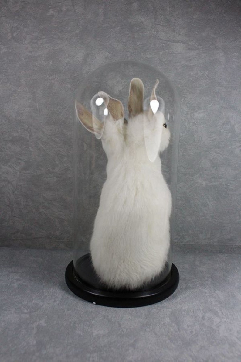 Taxidermy two headed rabbit pure white handmade freak bunny stuff mounted in glass dome birthday gift crafts display free shipping