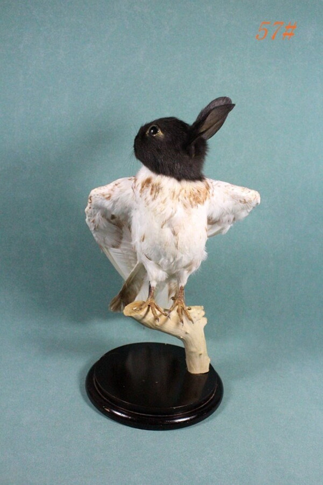 Taxidermy Oddity Rabbit Head on Closed Wing Dove Body Handmade Stuff ...