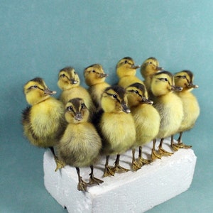 Può includere: Un gruppo di dieci anatroccoli gialli con segni neri in piedi su un blocco di schiuma bianca su uno sfondo blu chiaro.