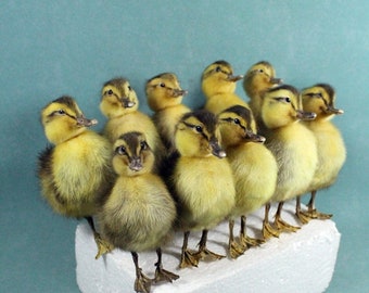 Taxidermy striped duckling farm/countryside stuff,10 ps/set,home display birthday gift