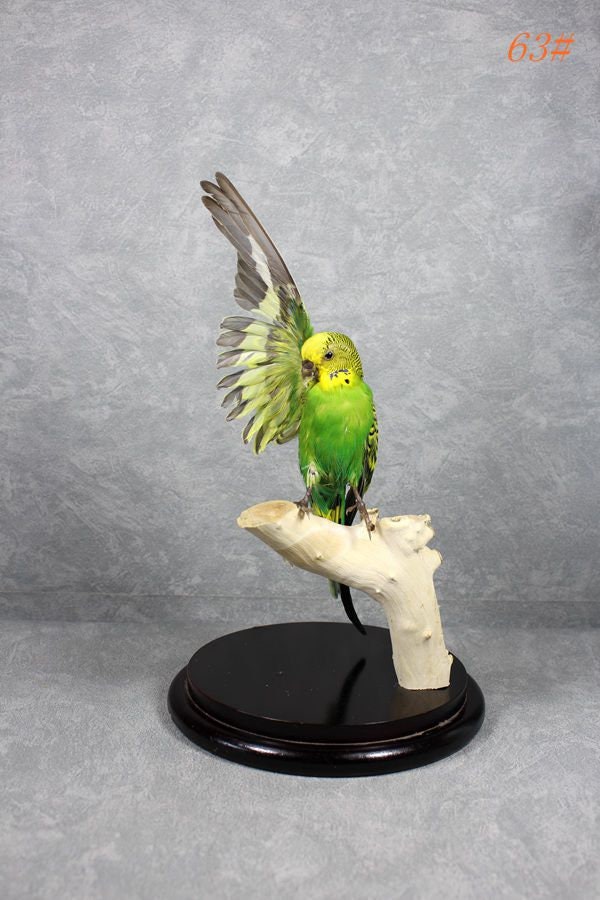 Taxidermy hummingbirds - Etsy 日本