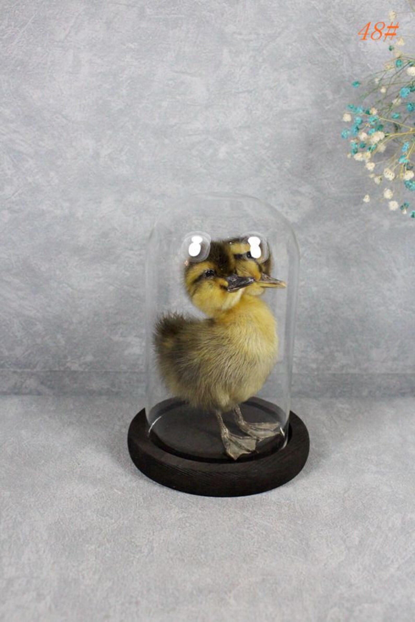 Taxidermy 2 Headed Striped Duckling Mounted in Glass Dome Home