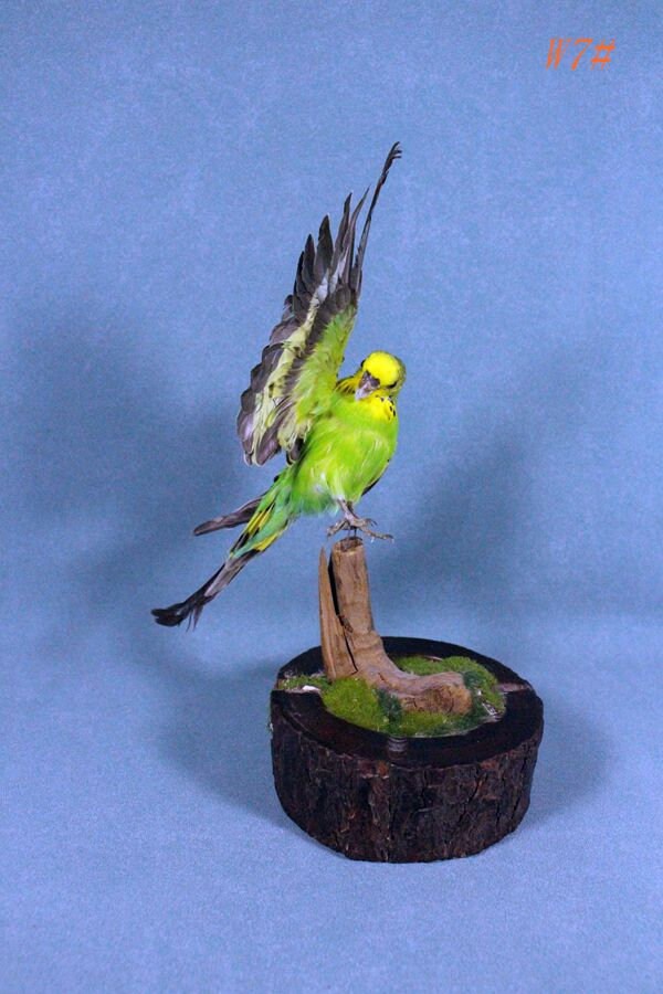 Taxidermy parakeet green budgerigar half wing spreadnon base Etsy