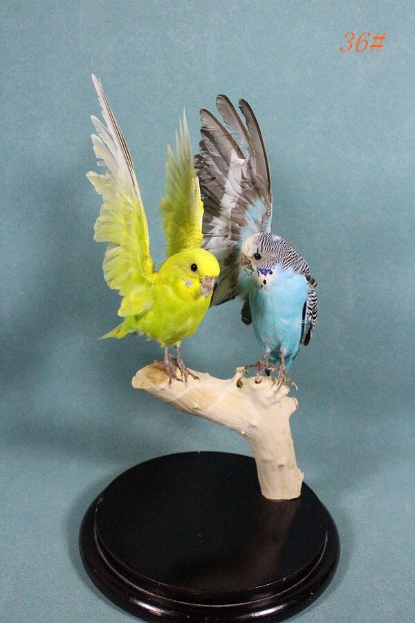 Taxidermy Birds 2 Parakeets,no Standing,home Display Birth Gift Etsy