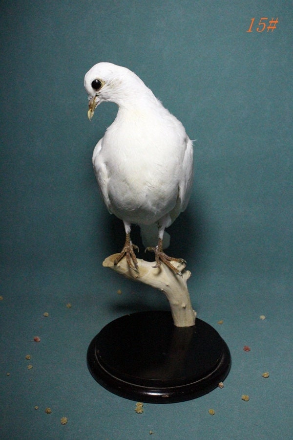 Bird skin taxidermy - Etsy 日本