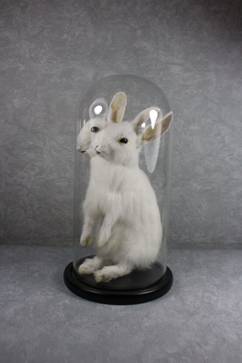 Taxidermy two headed rabbit pure white handmade freak bunny stuff mounted in glass dome birthday gift crafts display free shipping